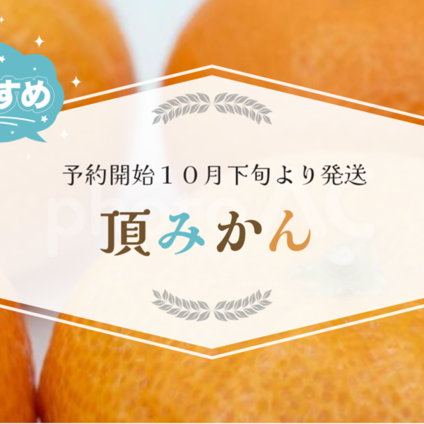 頂みかんの予約受付を開始しました。