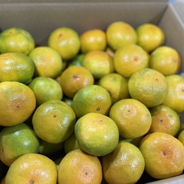 今年の極早生みかんはうまい！！！
