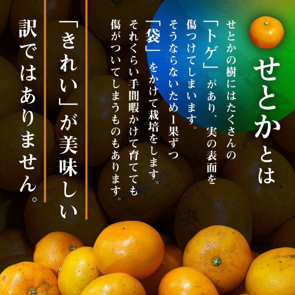 訳ありせとかの販売開始
