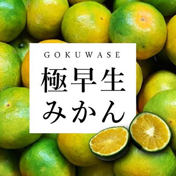 🍊今年も極早生みかんのご予約スタート！