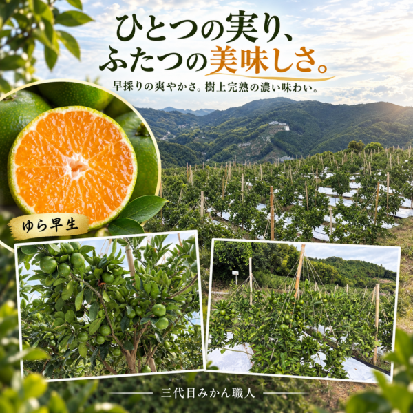 約2か月、雨が降らなかった夏。それでも、みかんは甘く育っています。